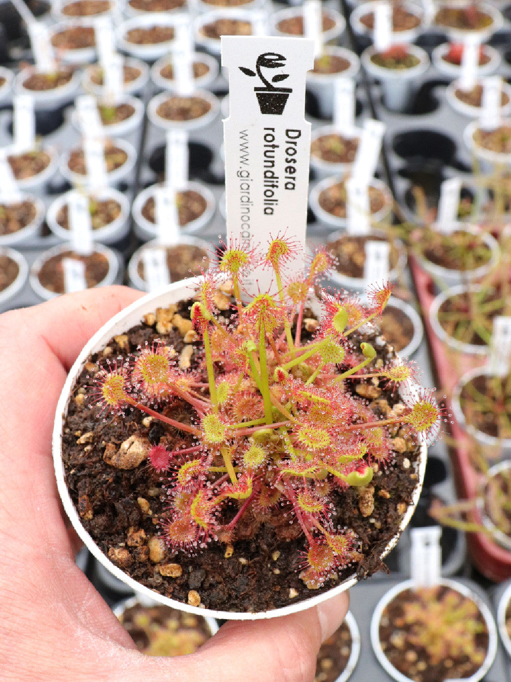 Drosera rotundifolia