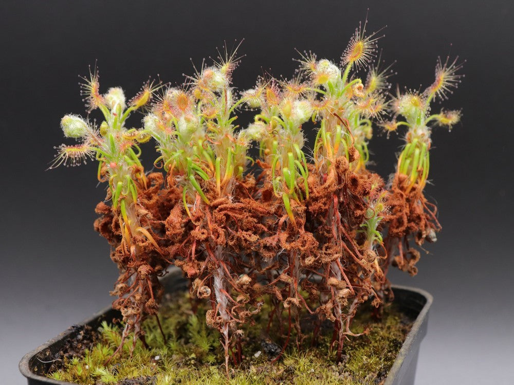 Drosera scorpioides