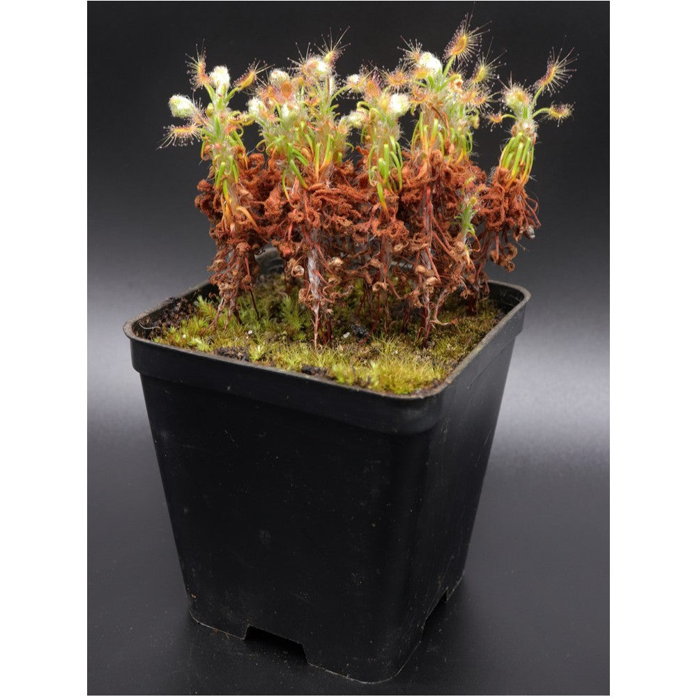 Drosera scorpioides