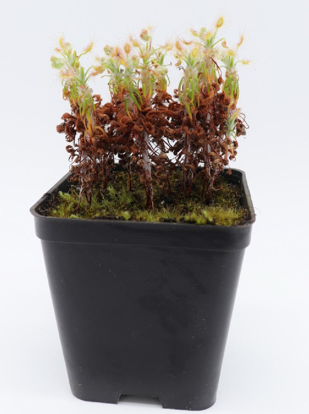 Drosera scorpioides