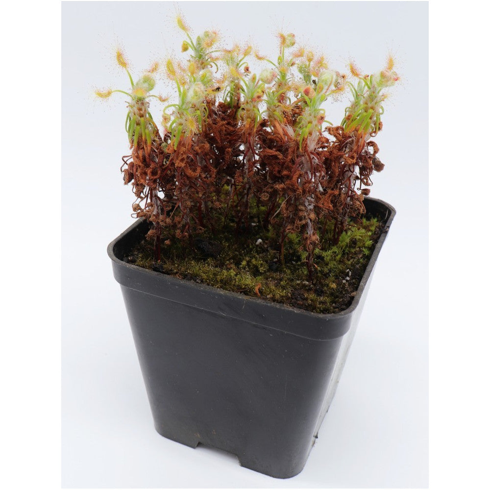 Drosera scorpioides