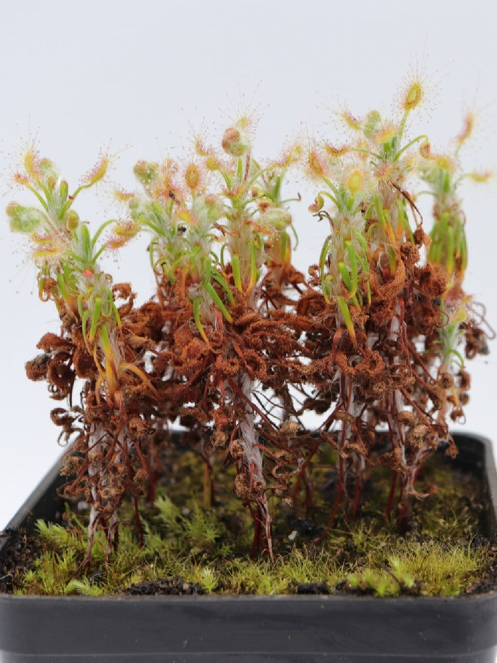 Drosera scorpioides