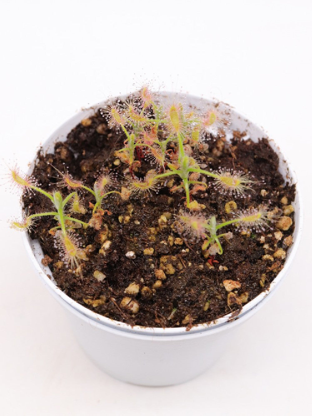 Drosera scorpioides