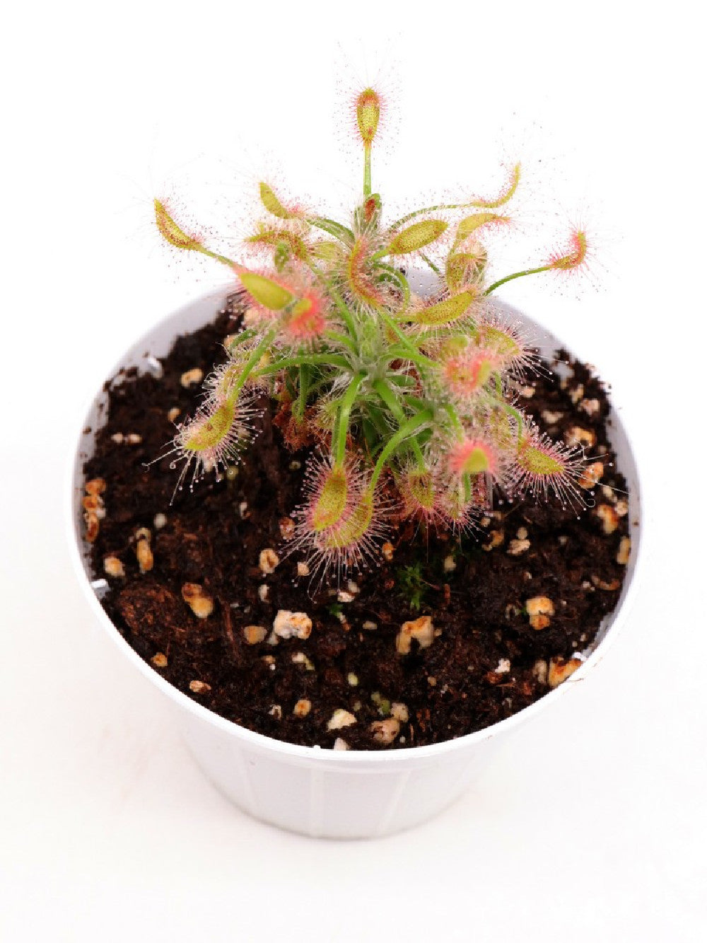 Drosera scorpioides