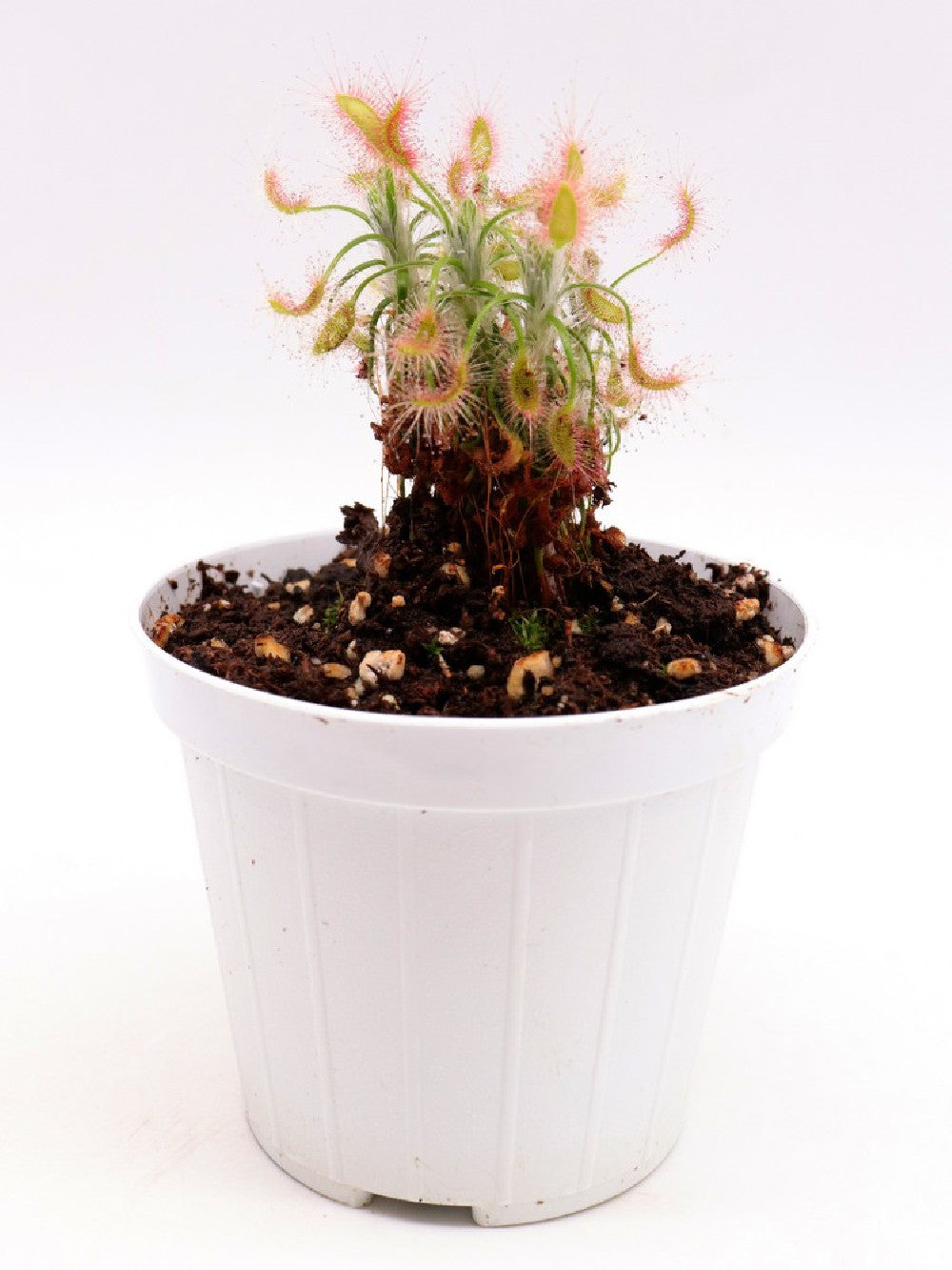 Drosera scorpioides