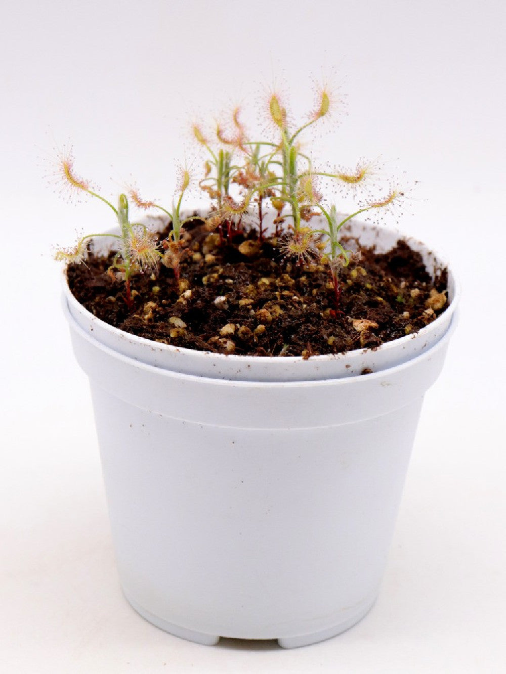 Drosera scorpioides