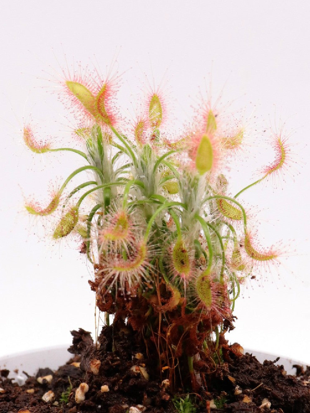 Drosera scorpioides
