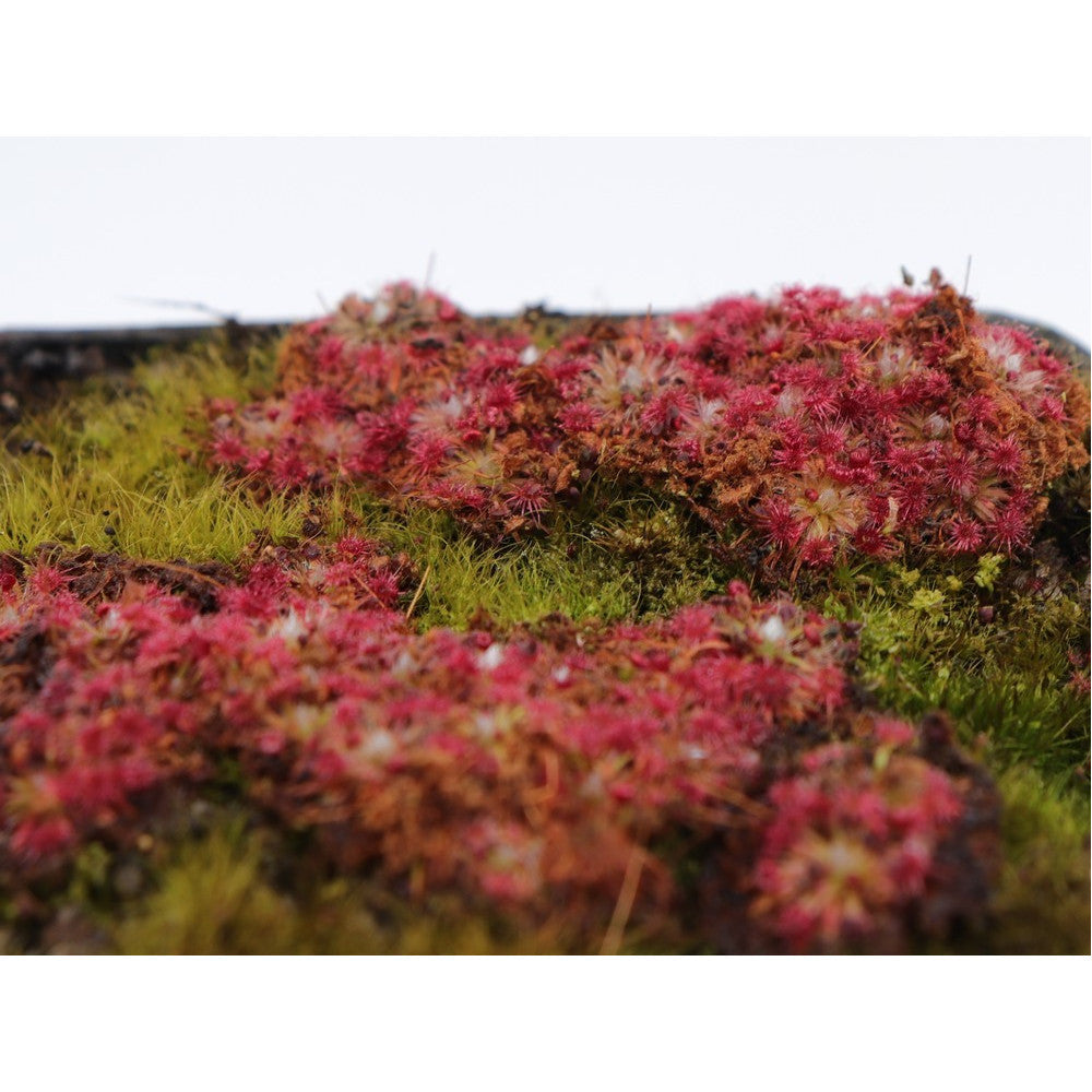 Drosera sp. carbarup (Gemme in vaso)