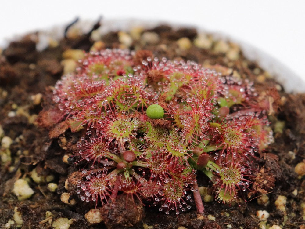Drosera spathulata , Mt.Arthur