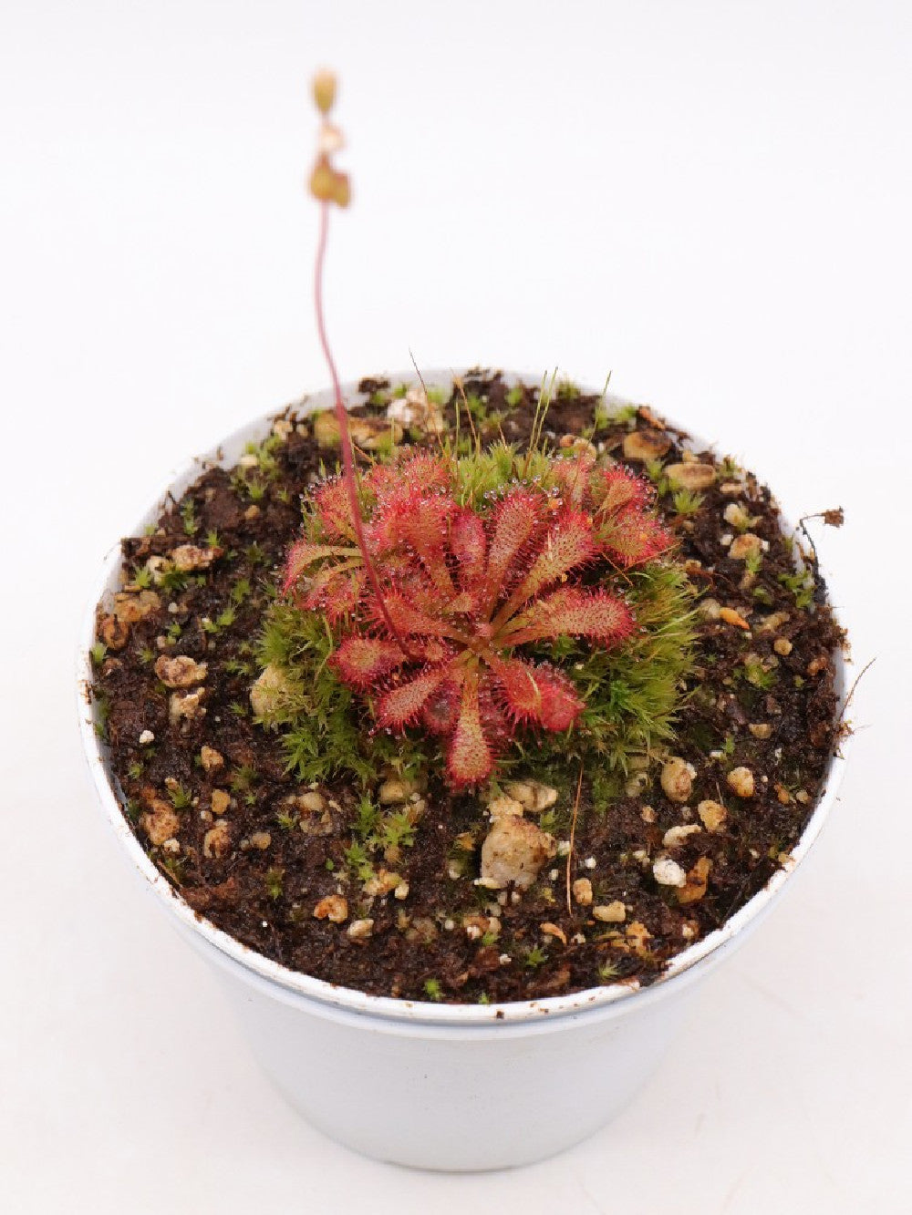 Drosera spathulata x ultramafica