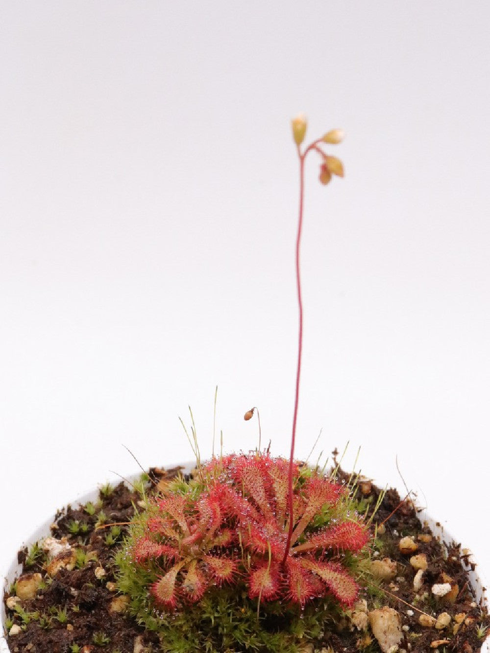 Drosera spathulata x ultramafica