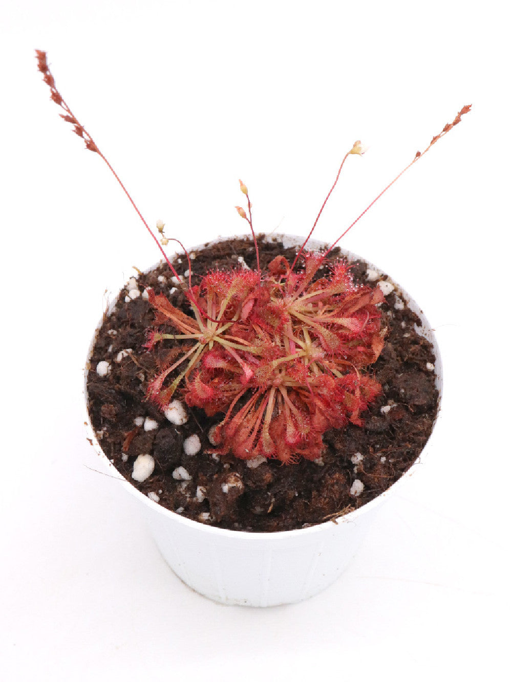 Drosera spathulata x ultramafica
