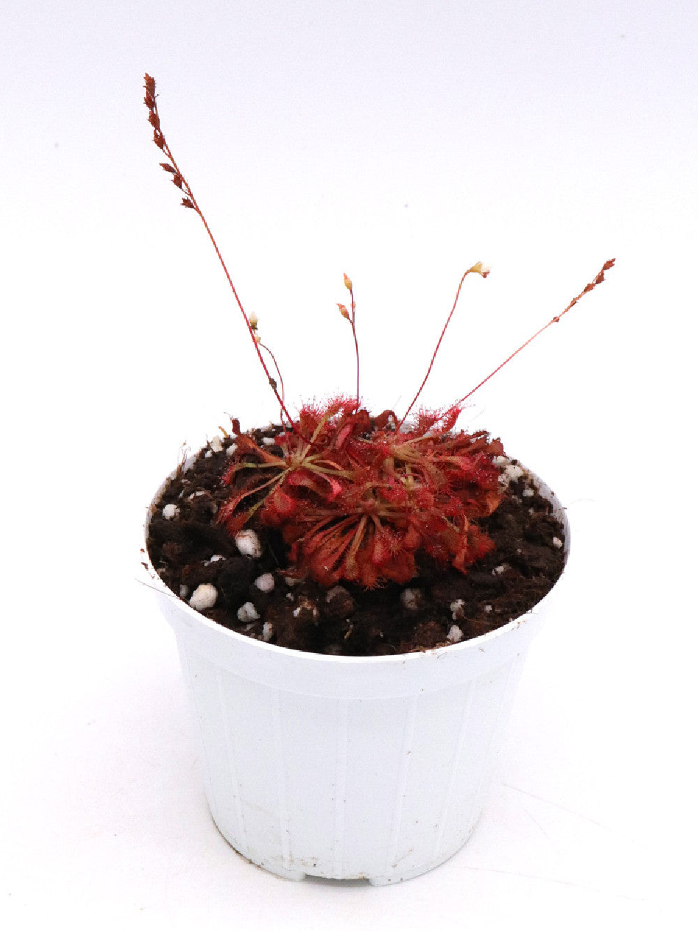 Drosera spathulata x ultramafica