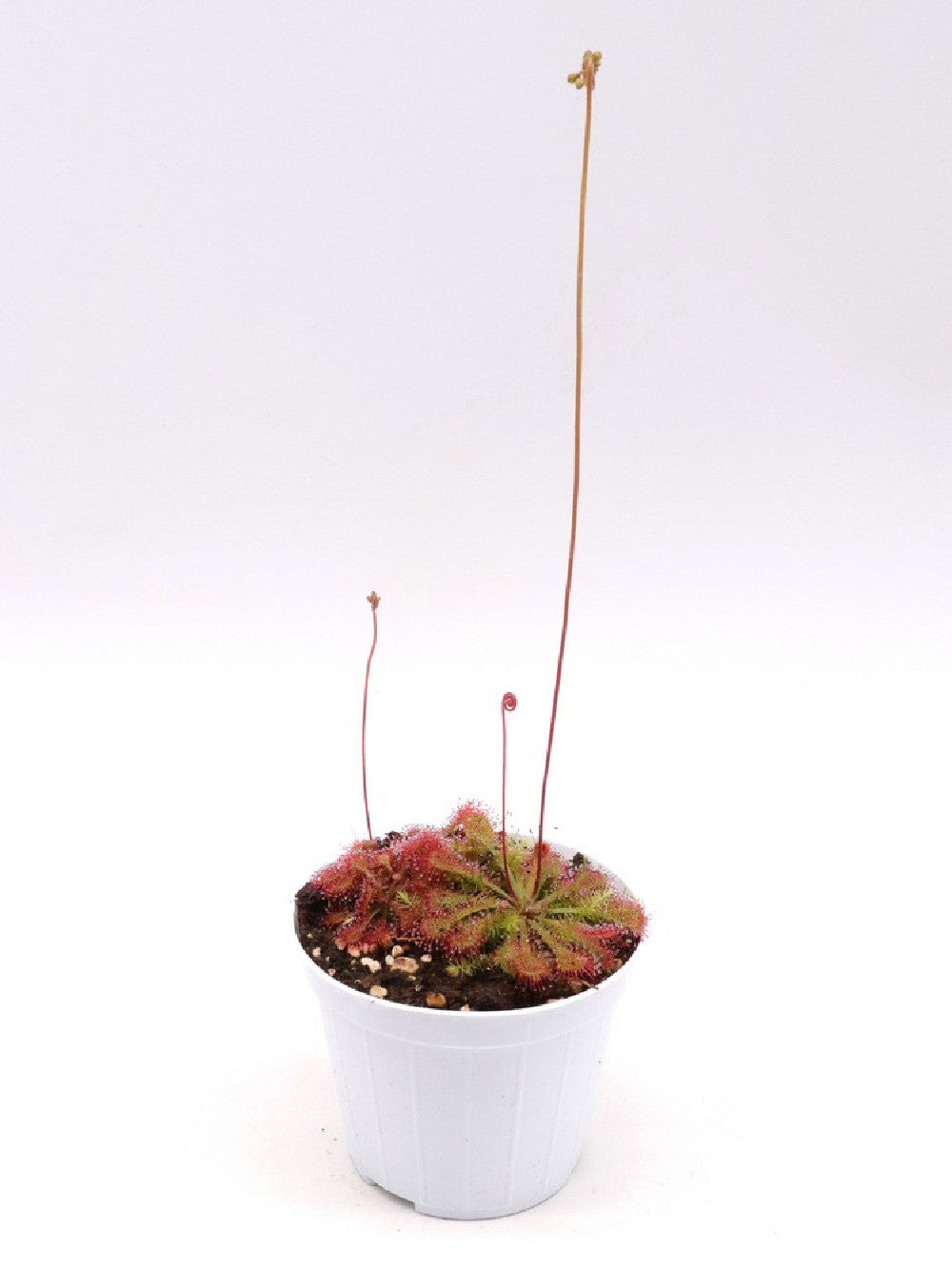 Drosera spatulata