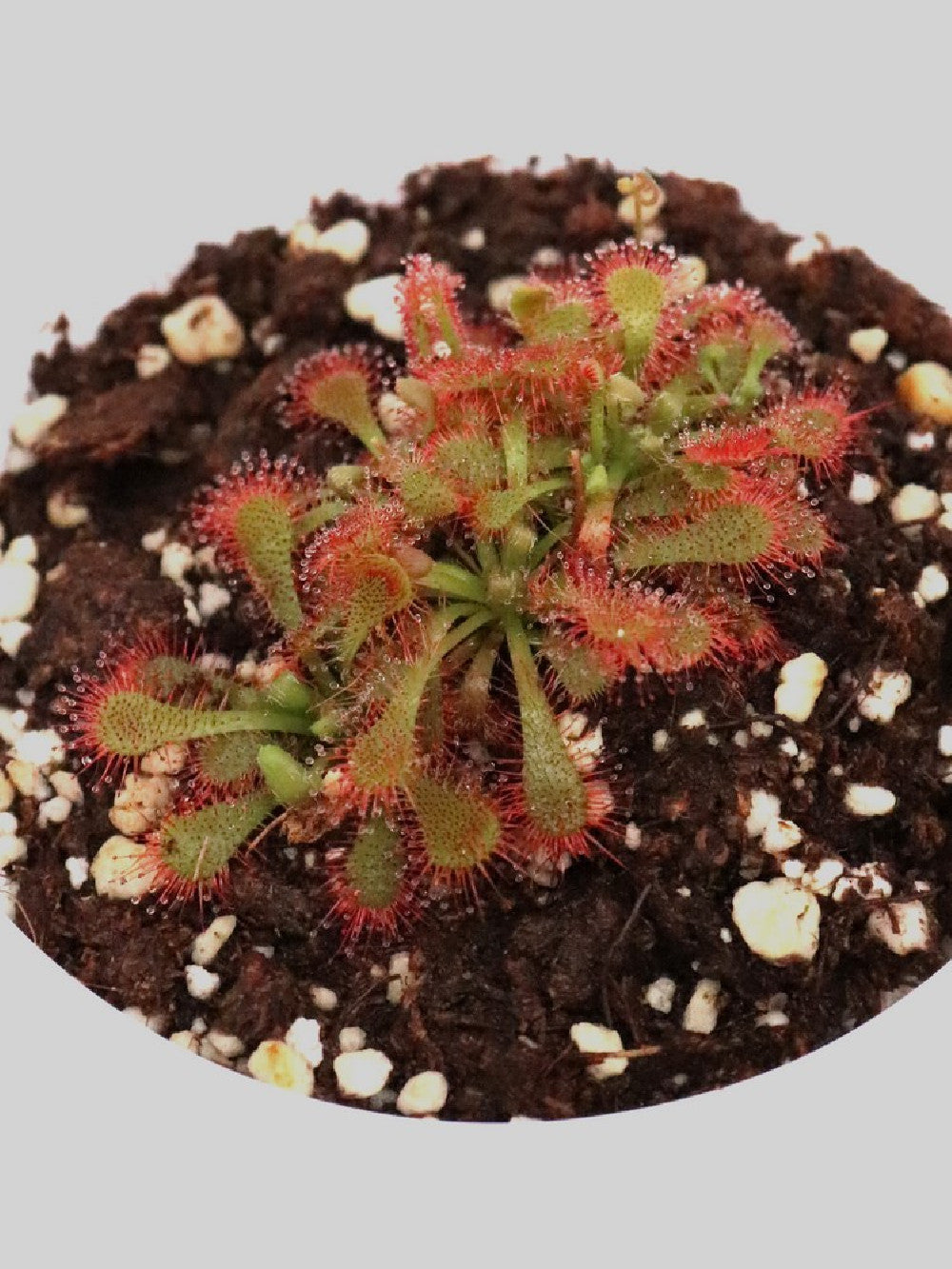 Drosera spatulata