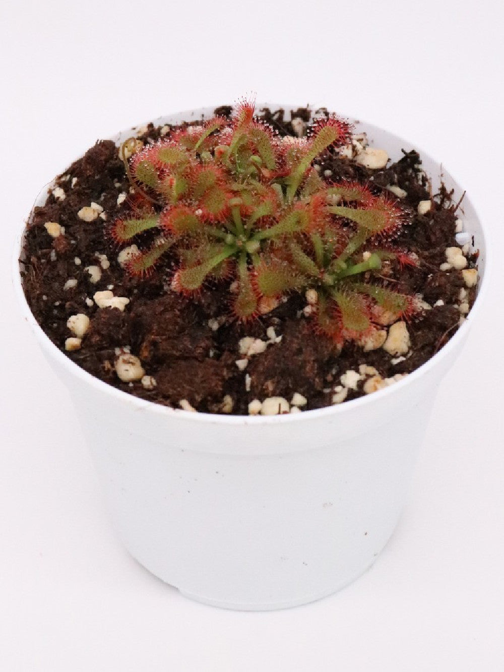 Drosera spatulata