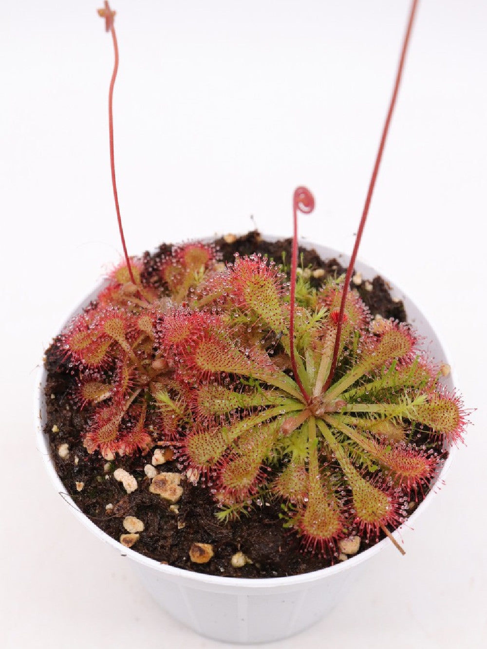 Drosera spatulata