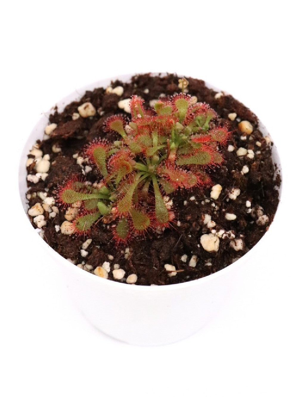 Drosera spatulata