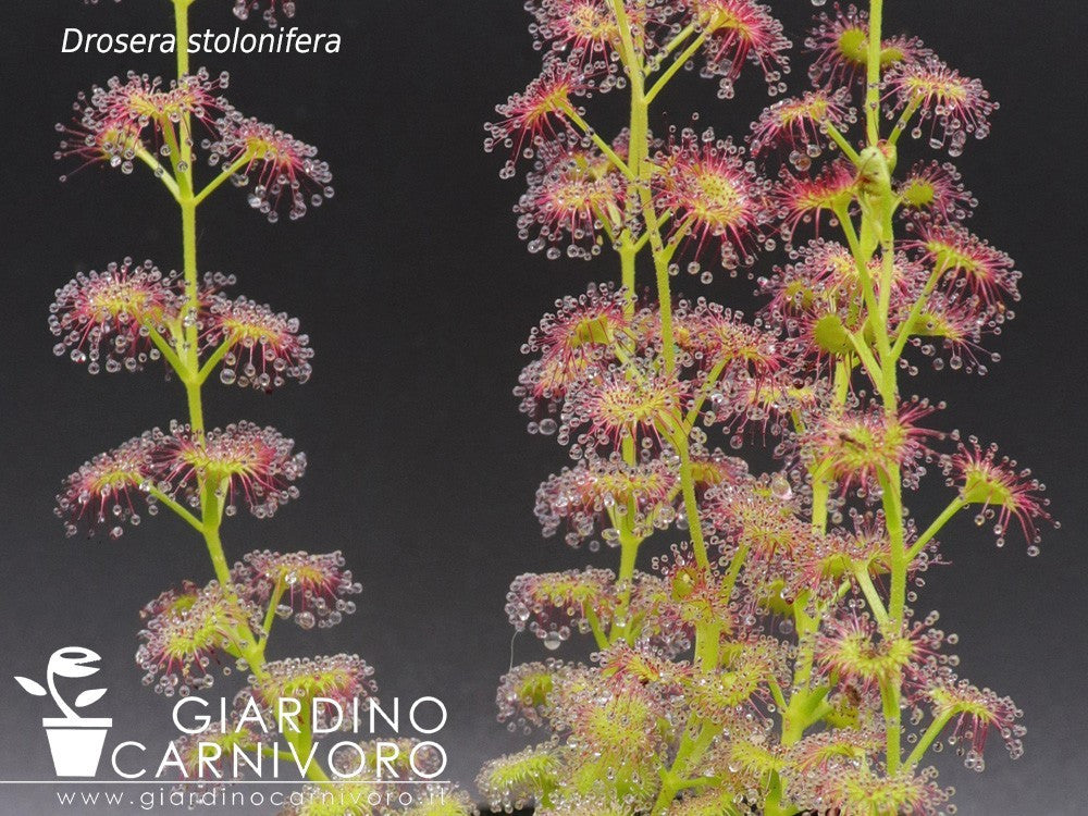 Drosera stolonifera , Hills form