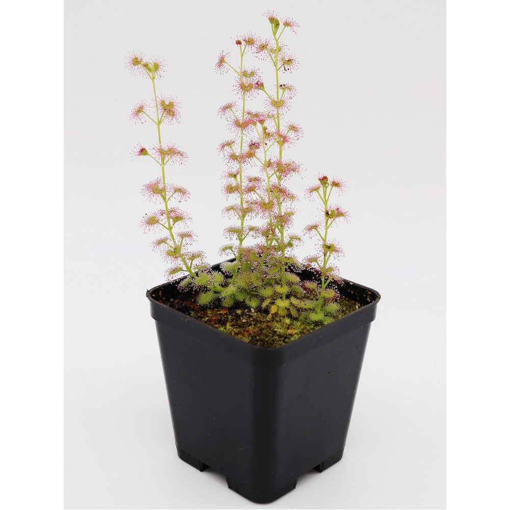 Drosera stolonifera , Hills form