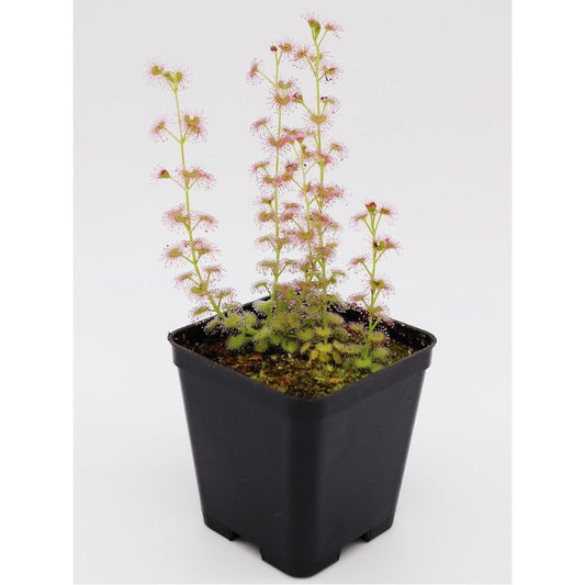 Drosera stolonifera , Hills form