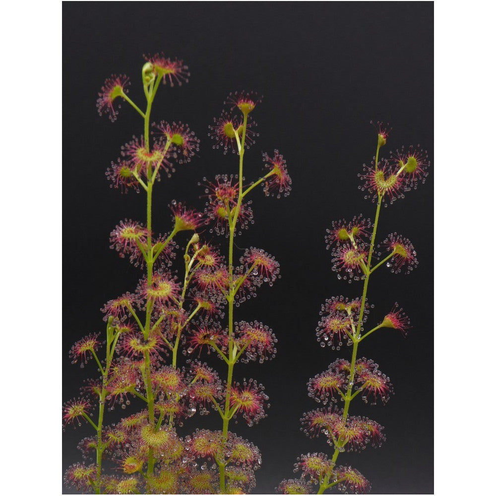 Drosera stolonifera , Hills form