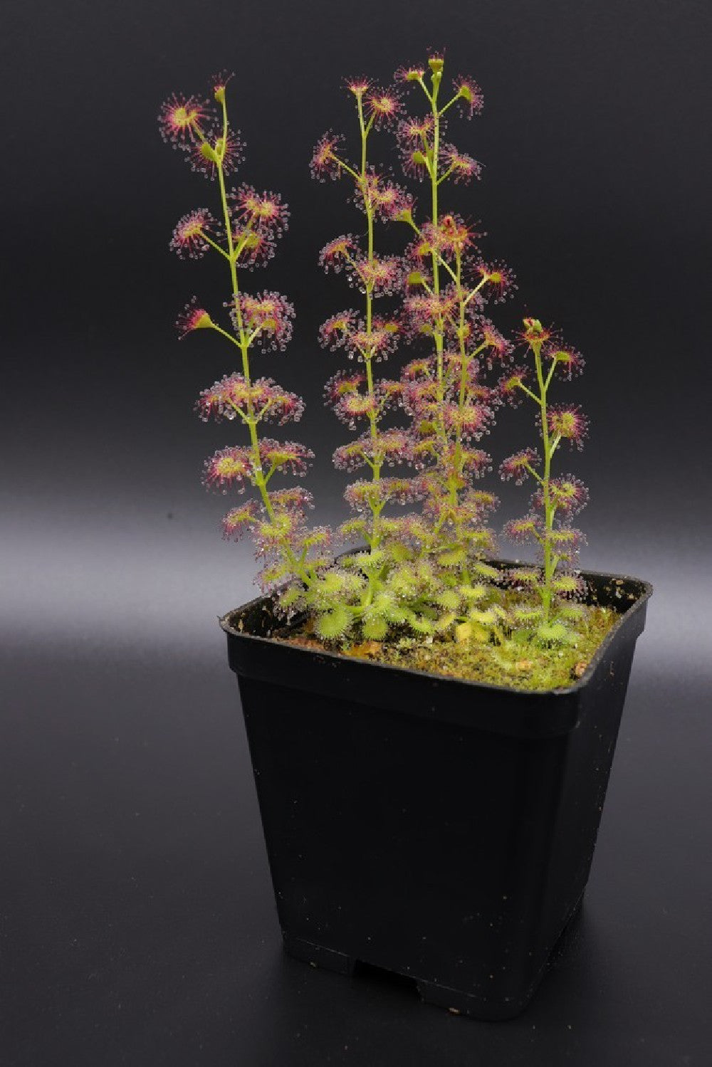Drosera stolonifera , Hills form