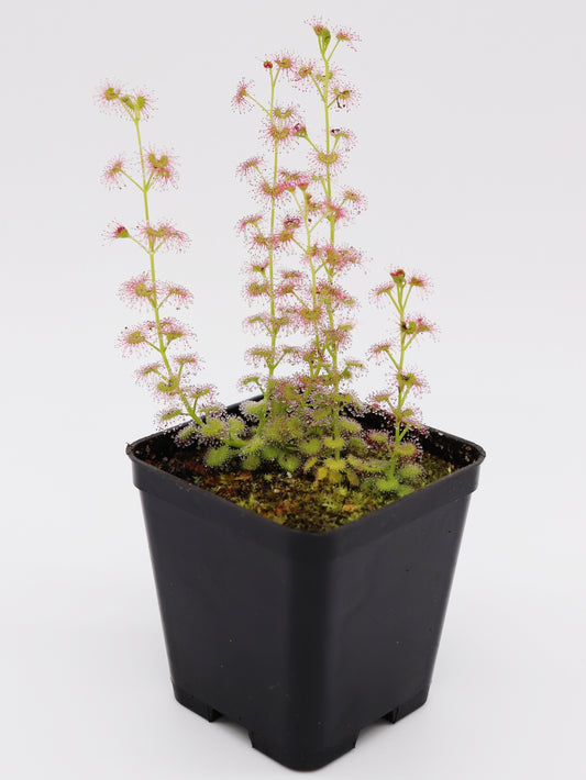 Drosera stolonifera mattner x stolonifera dark green form