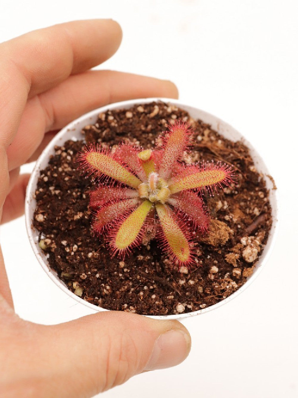 Drosera tomentosa var. glabrata