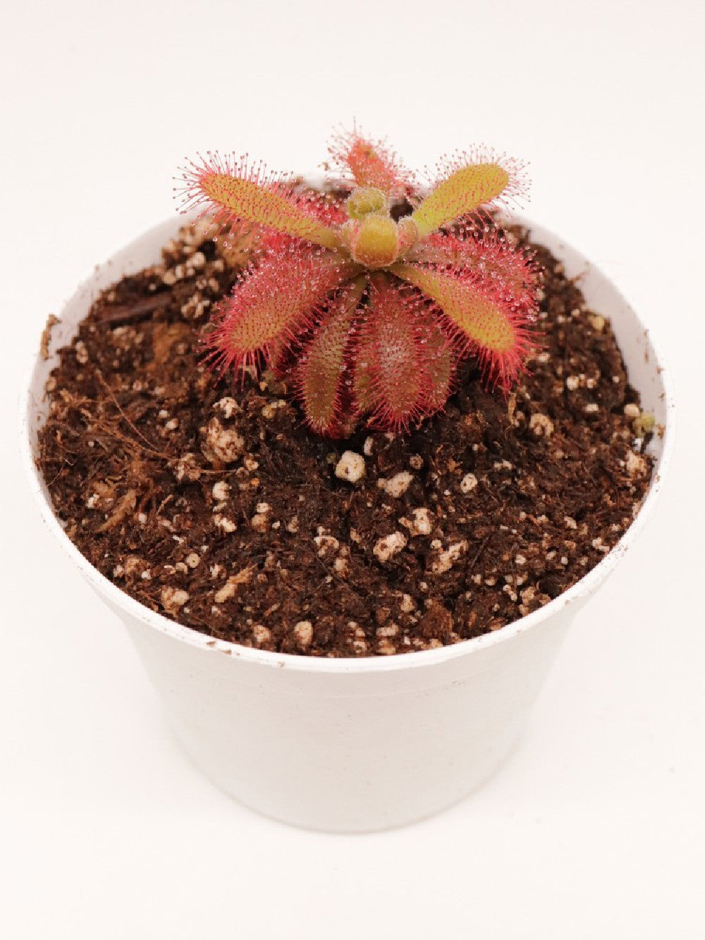 Drosera tomentosa var. glabrata