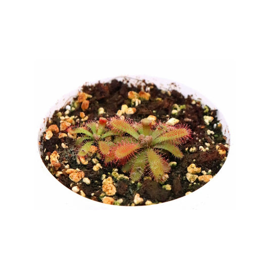 Drosera tomentosa var. tomentosa