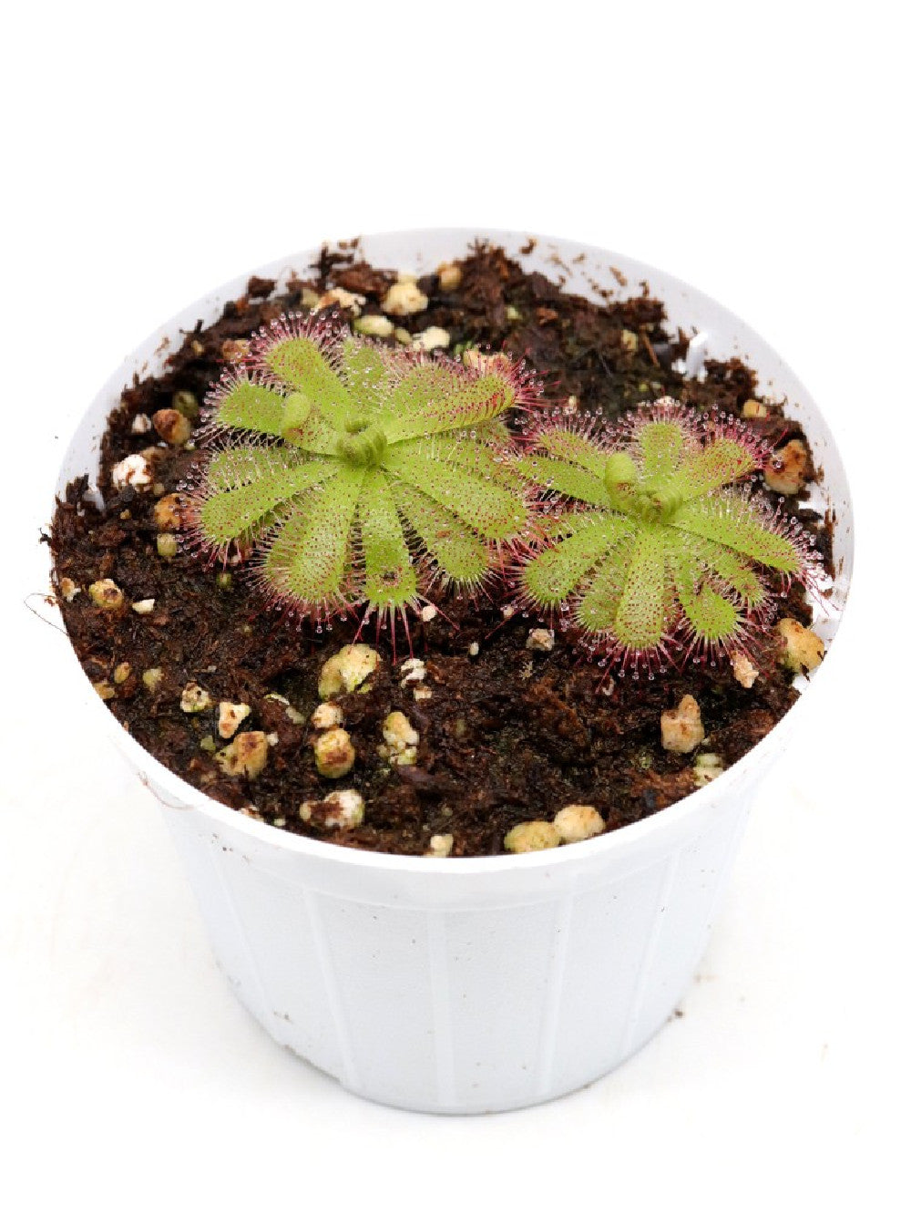 Drosera trinervia