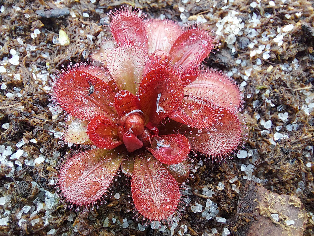 Drosera tubaestylis , Brookton form