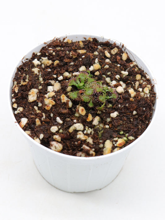 Drosera uniflora   Alerce Costero, Chile