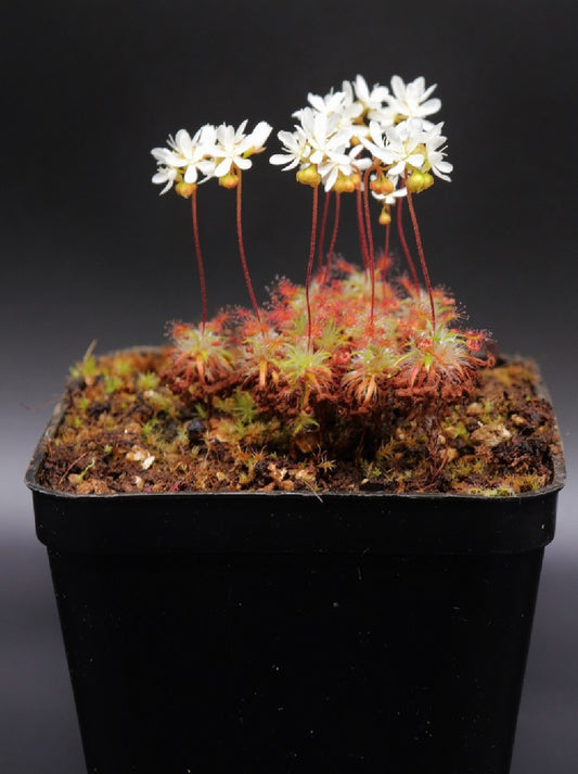 Drosera verrucata (Gemme in vaso)