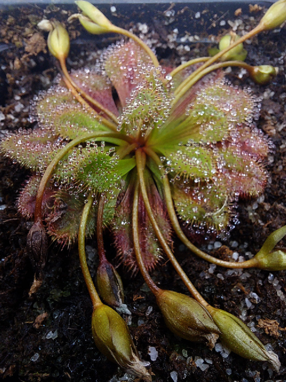 Drosera whittakeri aberrans "Red"