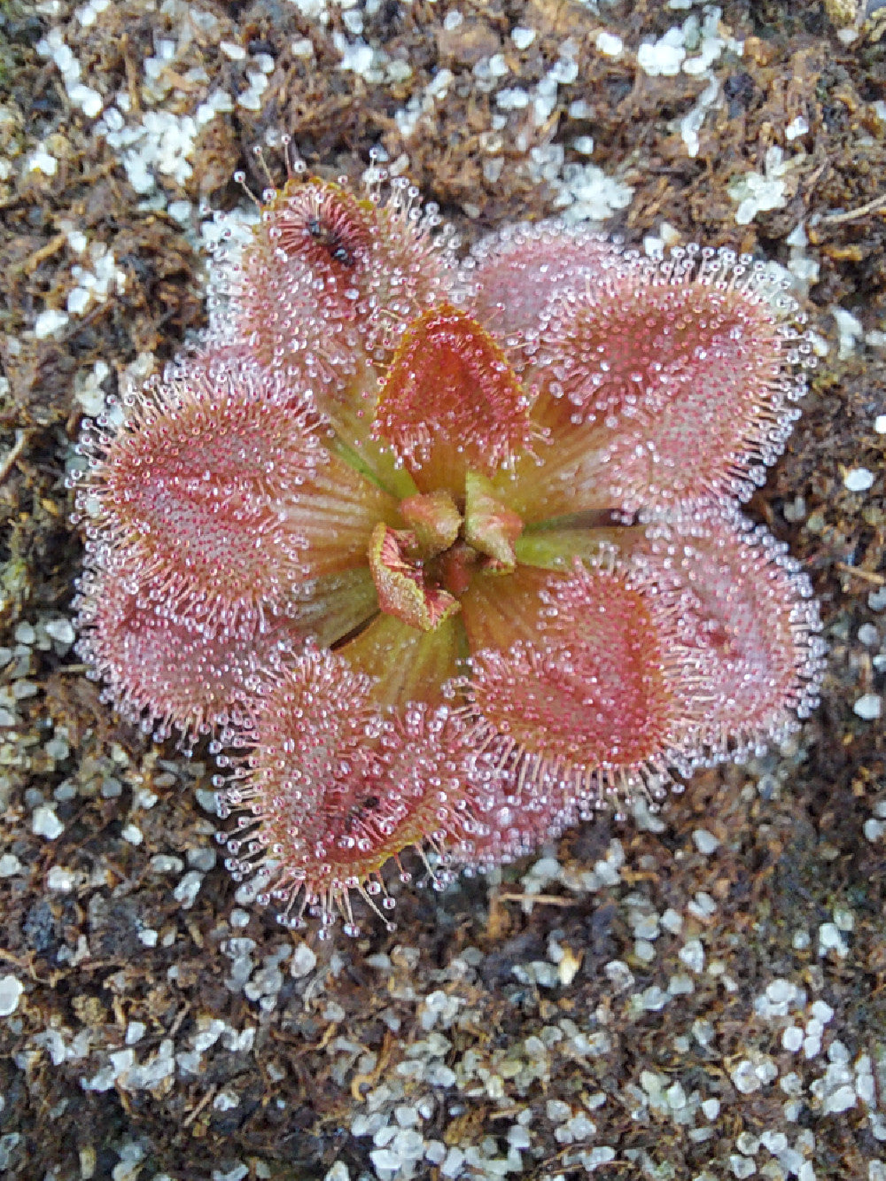 Drosera whittakeri aberrans "Red"