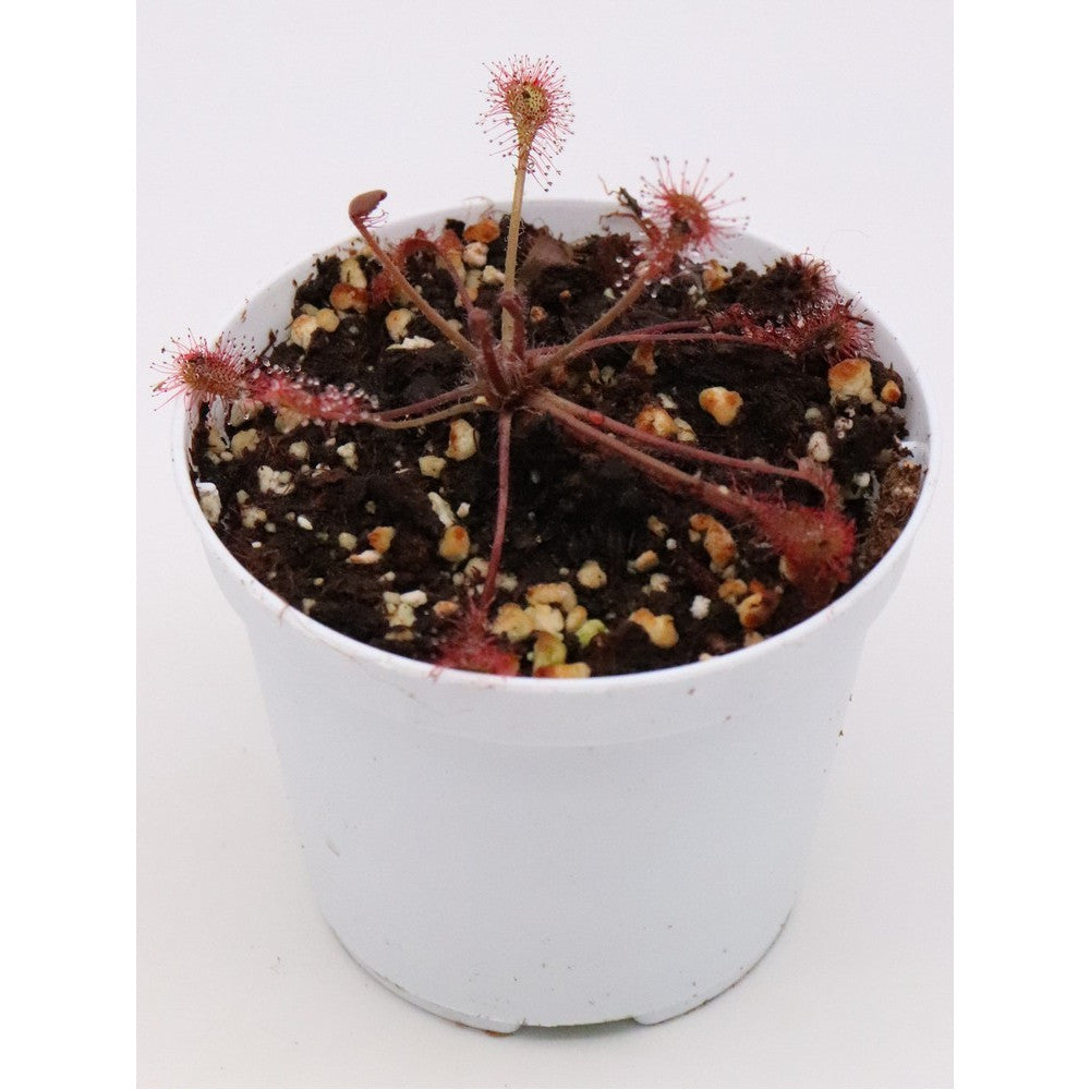 Drosera x "Beleziana giant"