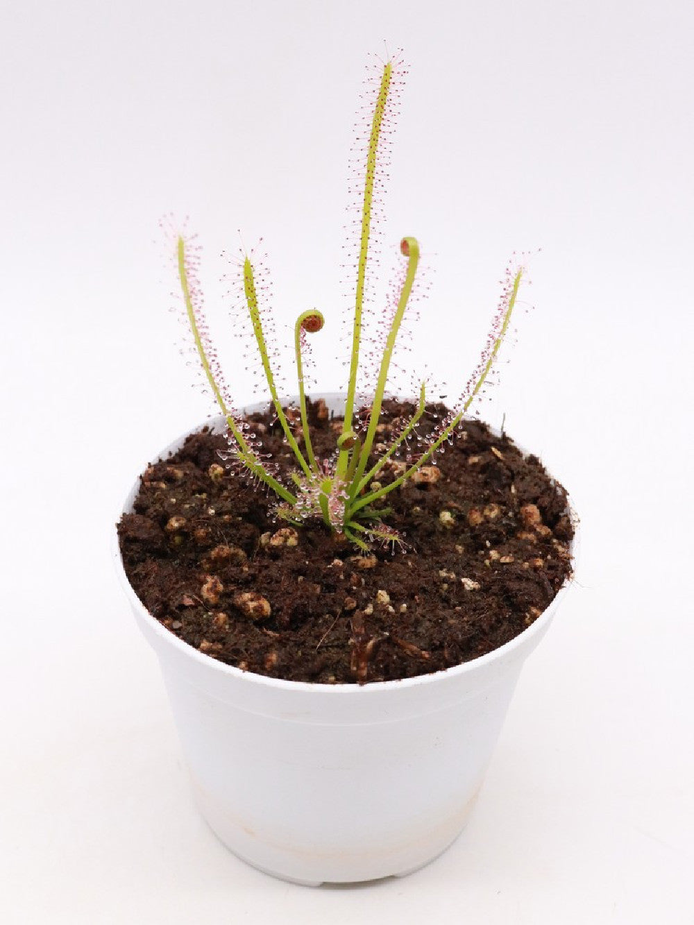 Drosera x "Hybrida"
