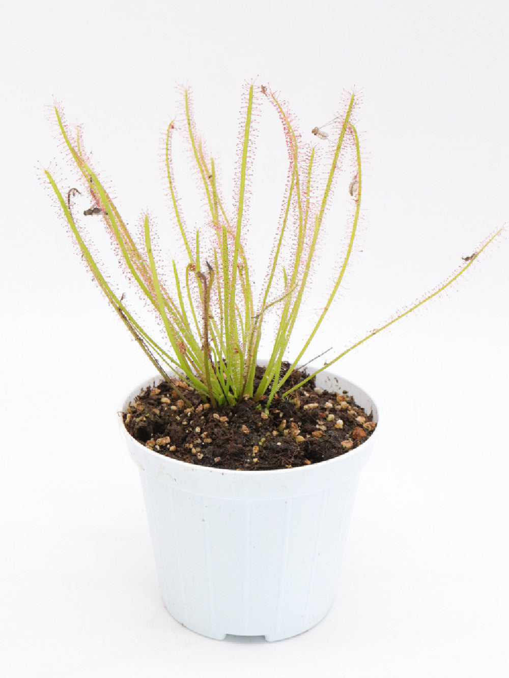 Drosera x "Hybrida"
