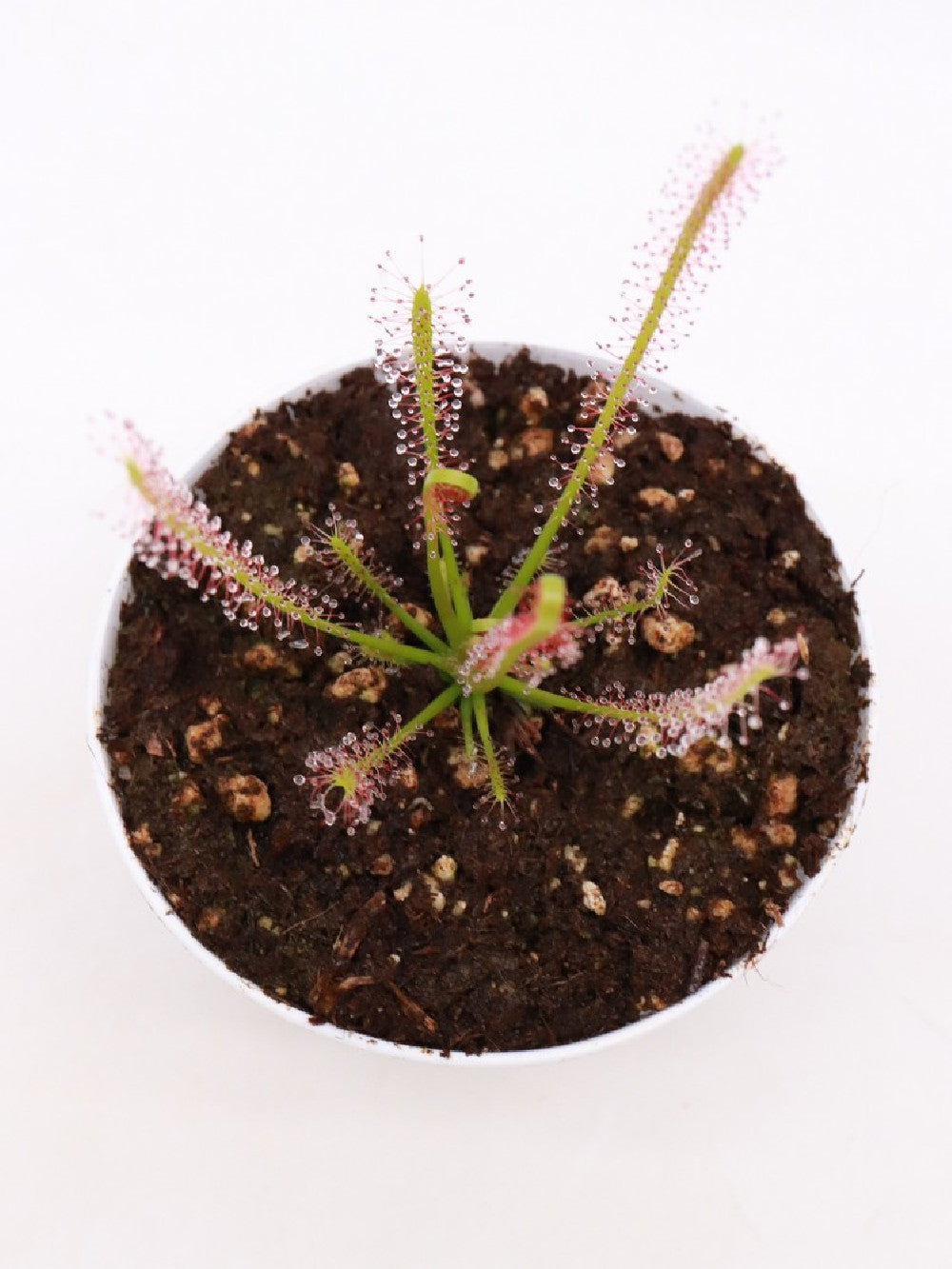Drosera x "Hybrida"