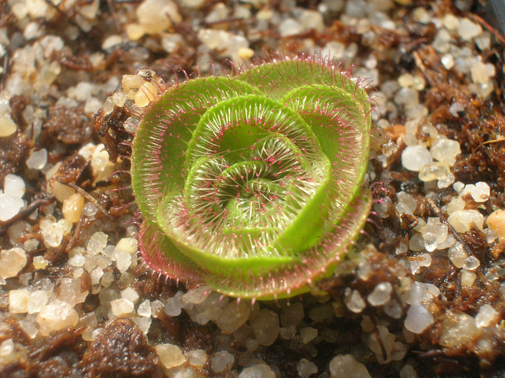 Drosera zonaria "Large form"
