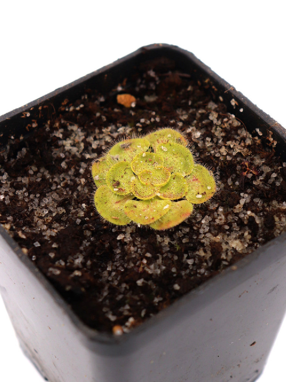 Drosera zonaria "Large form"