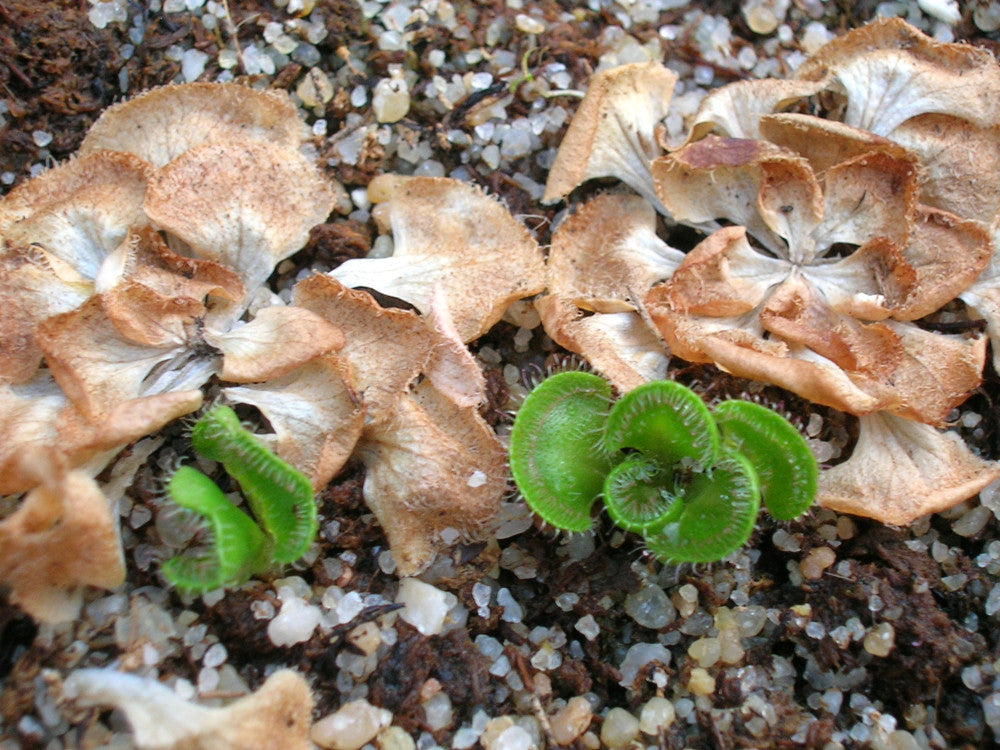 Drosera zonaria "Large form"