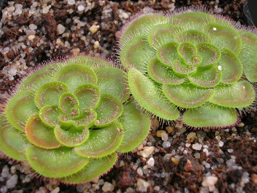 Drosera zonaria "Large form"
