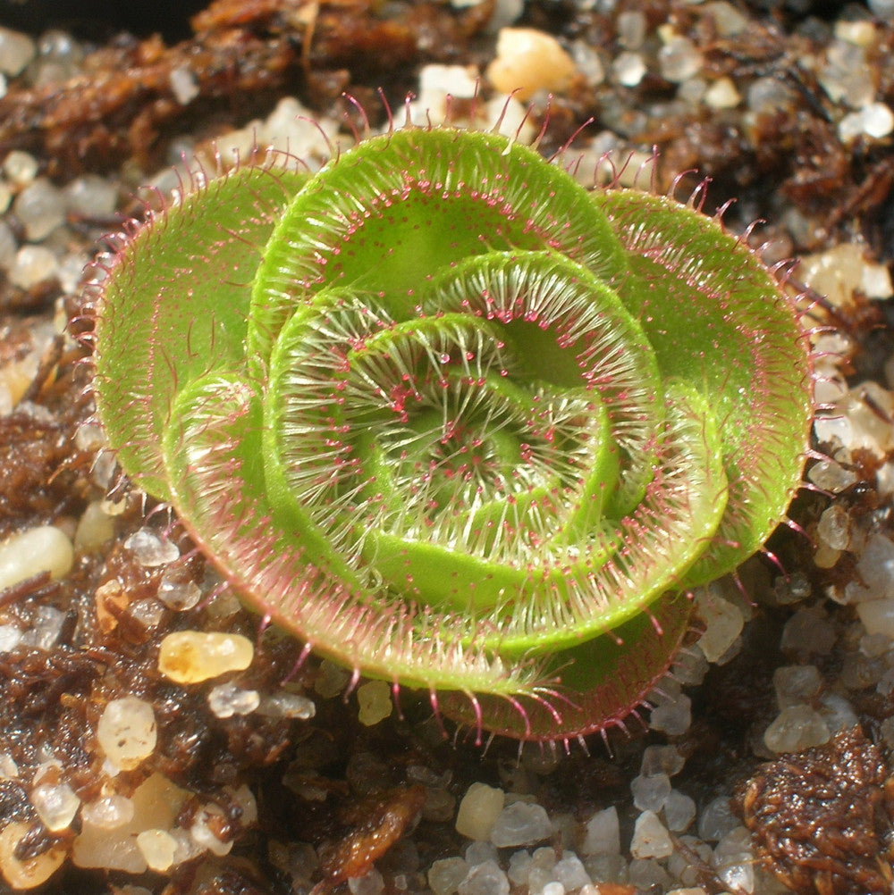 Drosera zonaria "Large form"