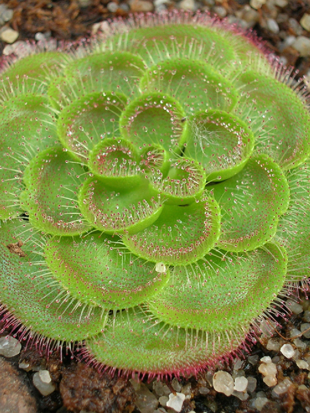 Drosera zonaria "Large form"
