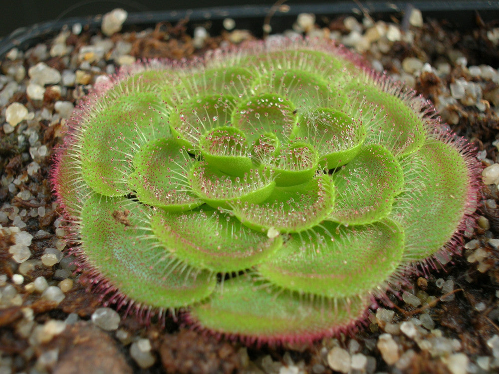 Drosera zonaria "Large form"