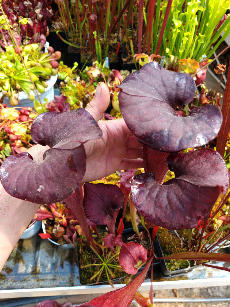 F1 GC  Sarracenia flava var. atropurpurea "Black Velvet Mouth"