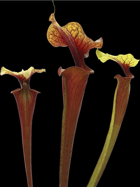 F2 GC  Sarracenia flava var. rubricorpora "Yellow lid"